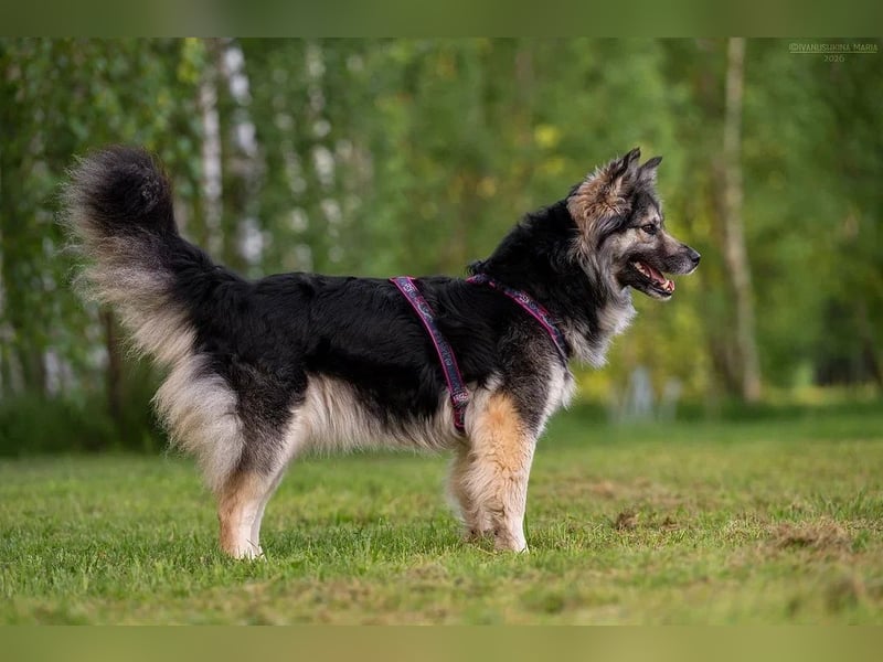 Wuschelige FREYA sucht ein schönes Zuhause