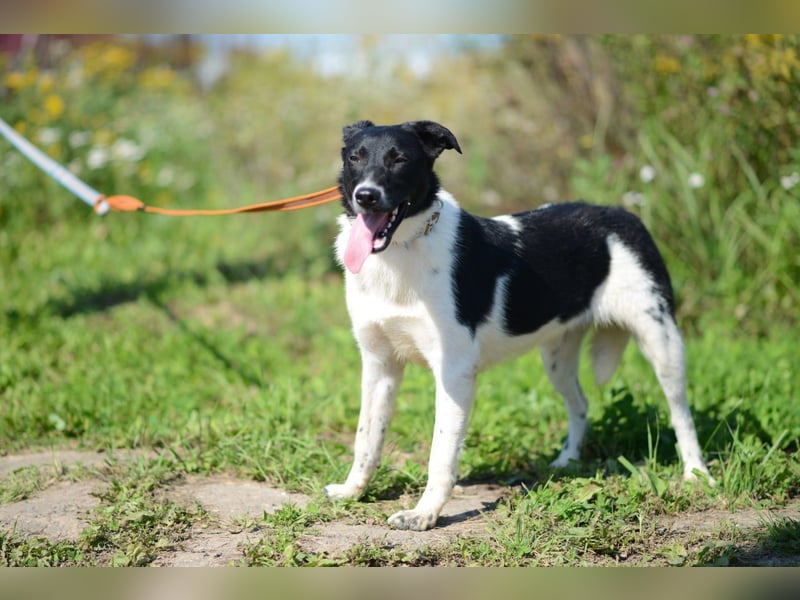 Niedliche ZOYA sucht ein liebevolles Zuhause Niedliche ZOYA sucht ein liebevolles Zuhause