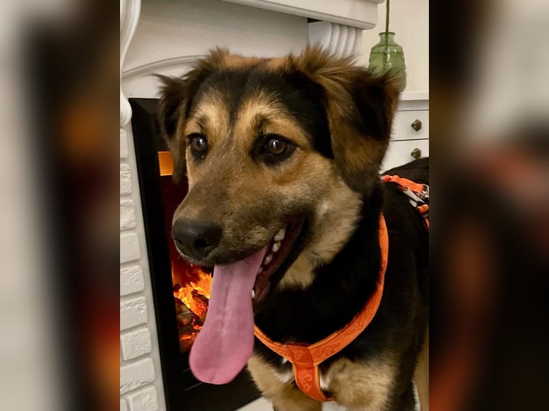 Neugierige ALMA möchte eine Familie finden