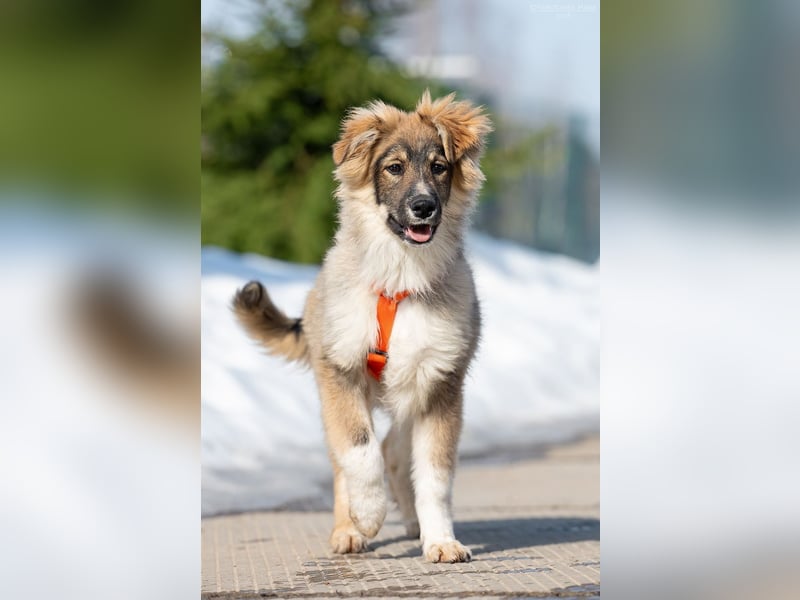 Freundlicher ILYUSHA sucht seine Menschen