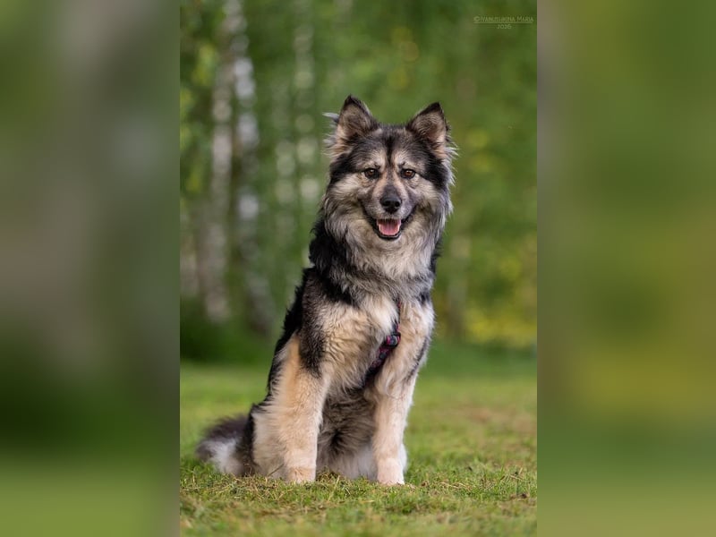 Wuschelige FREYA sucht ein schönes Zuhause