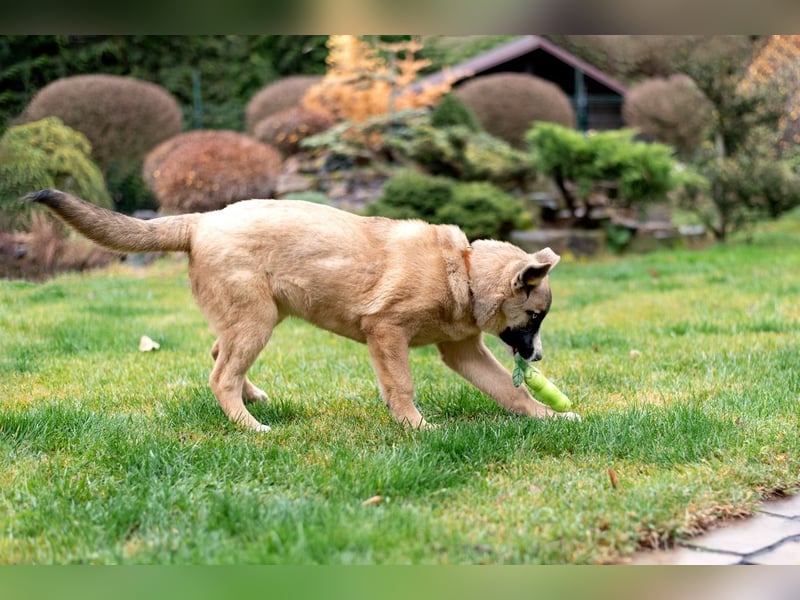 Cooler BOOMER wird ein guter Freund