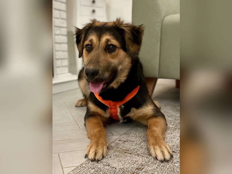 Neugierige ALMA möchte eine Familie finden