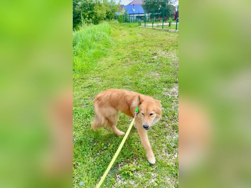 Hübscher SPAYK sucht eine Familie (gerne mit Kindern)