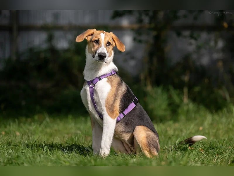 Sanfte ASTRA möchte ein für-immer-Zuhause finden Sanfte ASTRA möchte ein für-immer-Zuhause finden