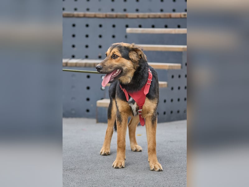 Neugierige ALMA möchte eine Familie finden