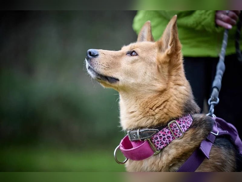 JEK ist ein echter Familienhund. Familie wird gesucht.