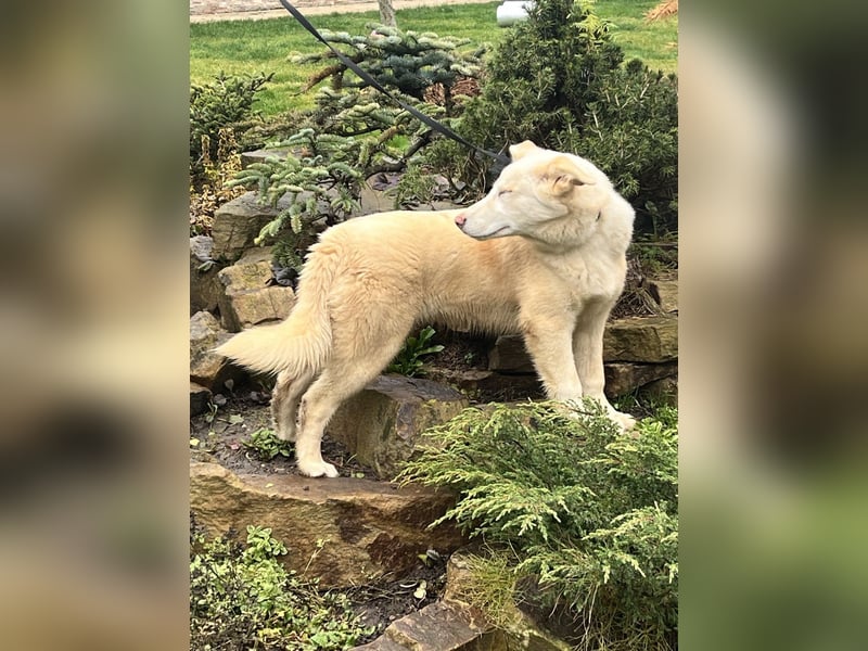 Bescheidene NURIKA sucht eine Familie