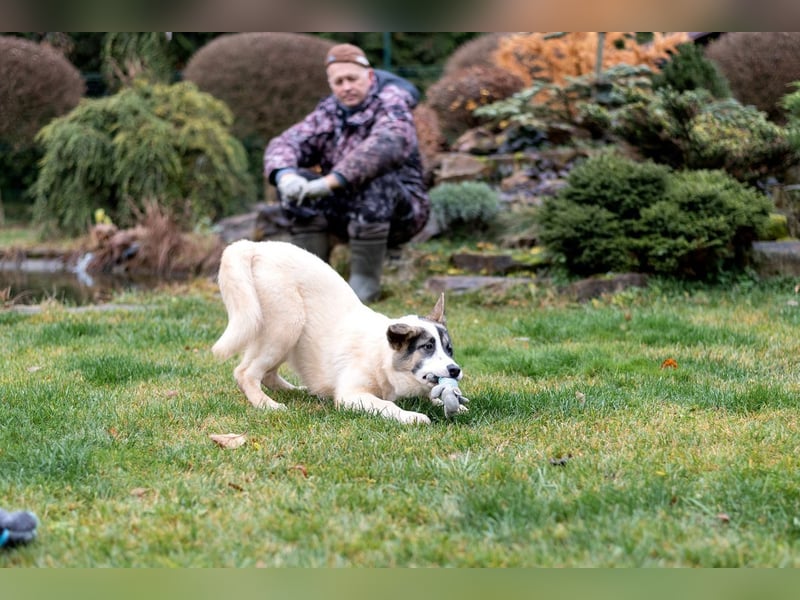 Lebenslustige JOSIE sucht eine aktive Familie