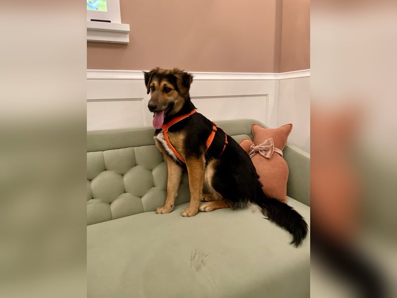 Neugierige ALMA möchte eine Familie finden