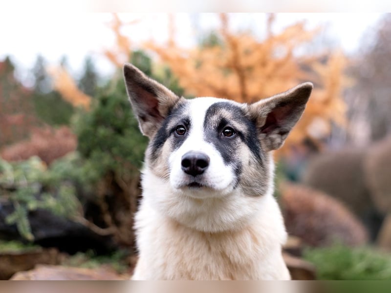 Lebenslustige JOSIE sucht eine aktive Familie