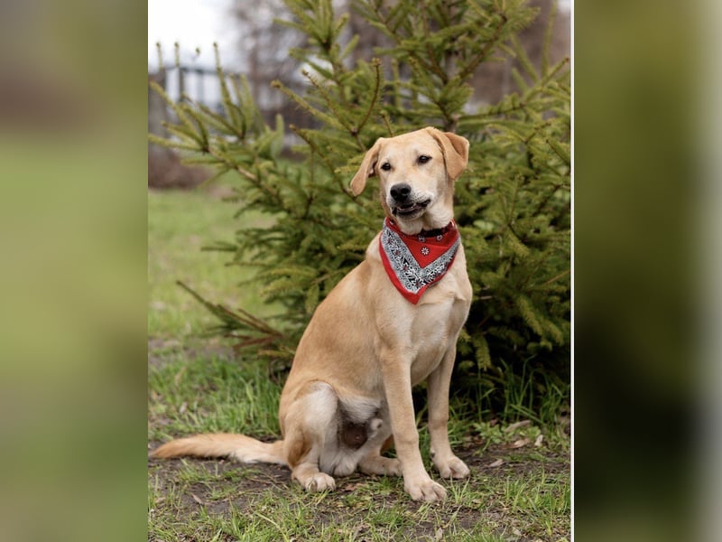Ausgeglichener OKAMI sucht Familie