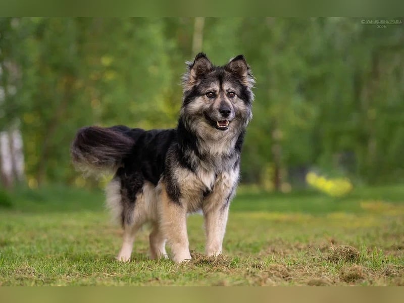 Wuschelige FREYA sucht ein schönes Zuhause