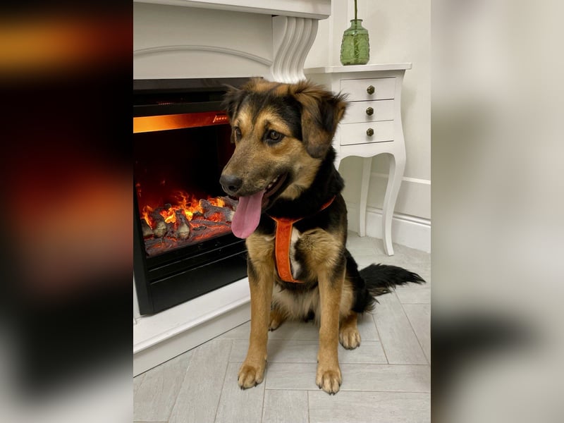 Neugierige ALMA möchte eine Familie finden