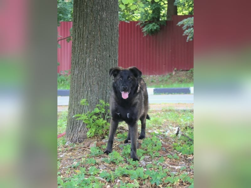 Braver MISHKA sucht ein Zuhause