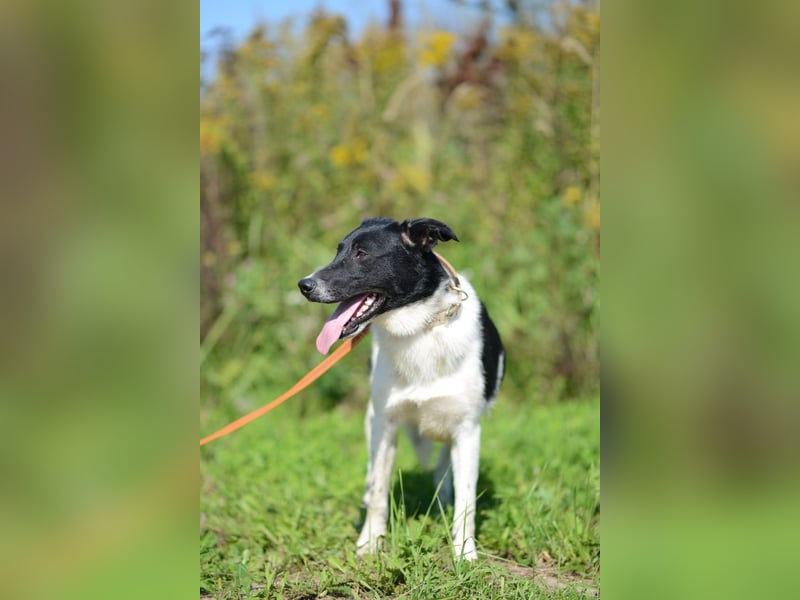 Niedliche ZOYA sucht ein liebevolles Zuhause Niedliche ZOYA sucht ein liebevolles Zuhause