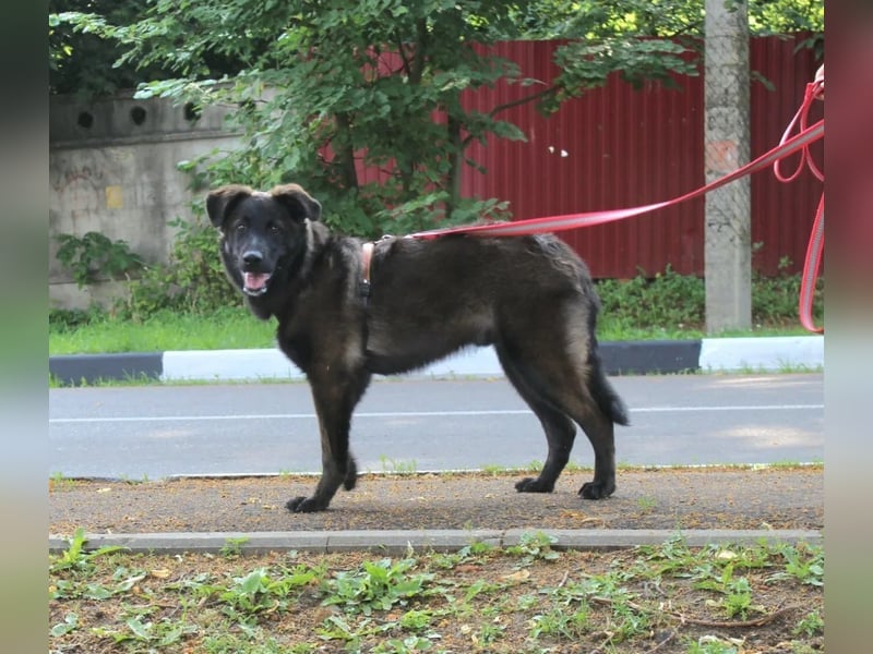 Braver MISHKA sucht ein Zuhause