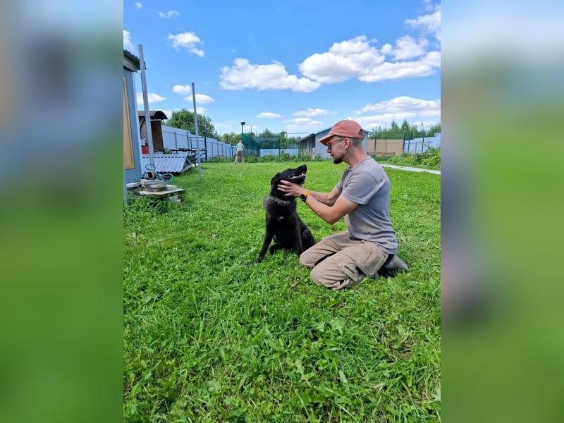 Braver MISHKA sucht ein Zuhause