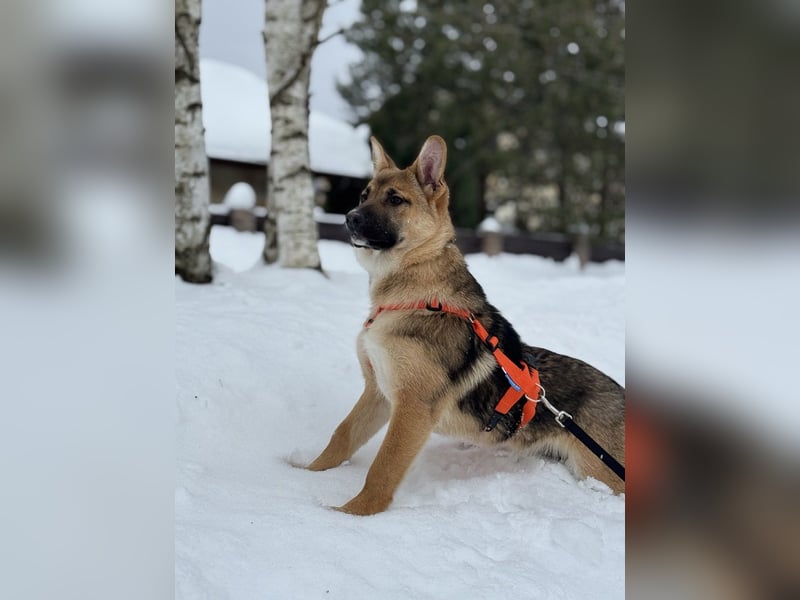 Ruhige NOOBI sucht ein Zuhause