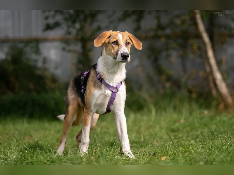Sanfte ASTRA möchte ein für-immer-Zuhause finden Sanfte ASTRA möchte ein für-immer-Zuhause finden
