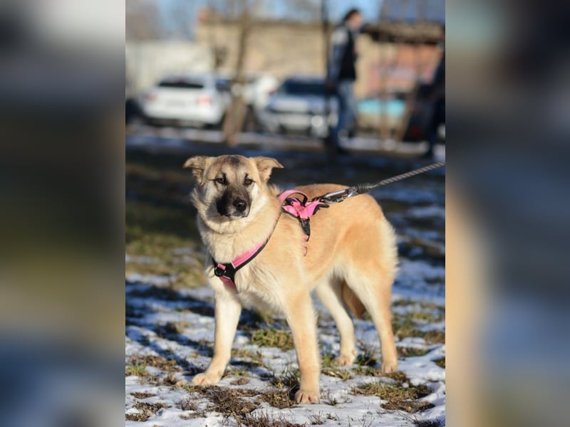 Nachdenkliche Arina ist für ruhige Menschen