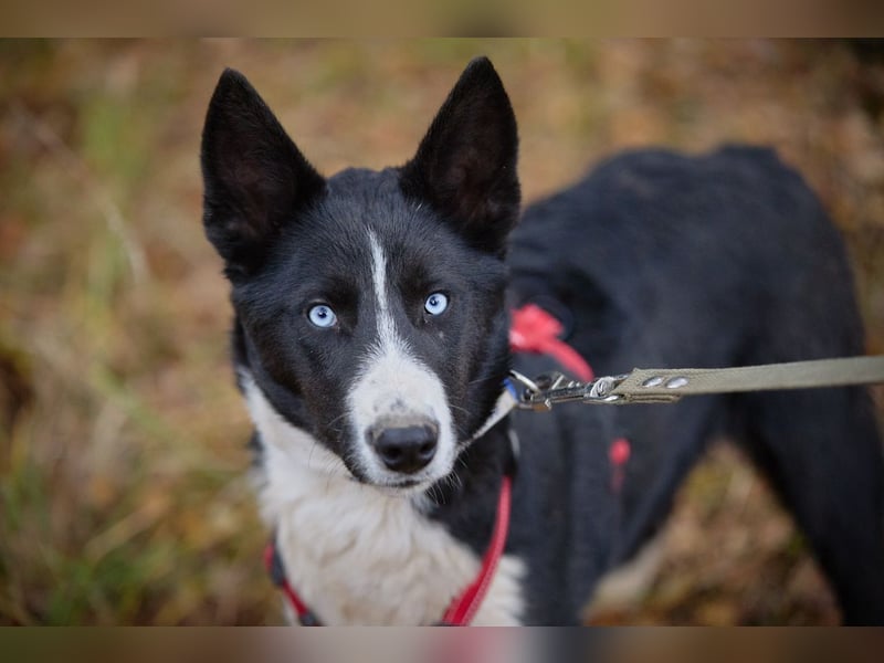 Ruhiger LEVIN sucht ein Zuhause