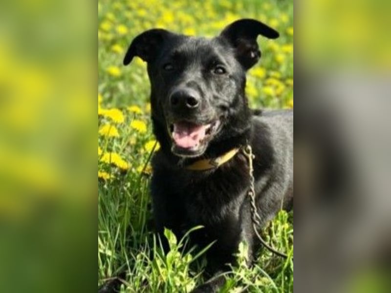 FIETE – erfahrener, konsequenter Hundehalter gesucht FIETE – erfahrener, konsequenter Hundehalter gesucht