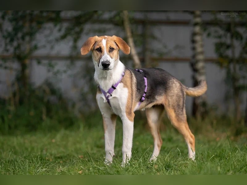 Sanfte ASTRA möchte ein für-immer-Zuhause finden Sanfte ASTRA möchte ein für-immer-Zuhause finden