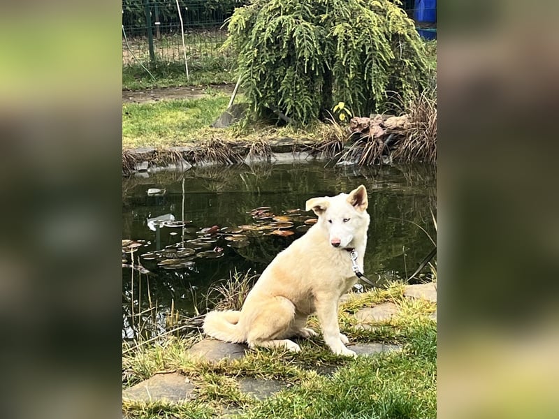 Bescheidene NURIKA sucht eine Familie