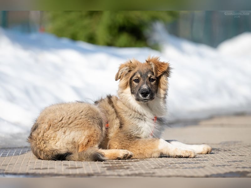 Freundlicher ILYUSHA sucht seine Menschen