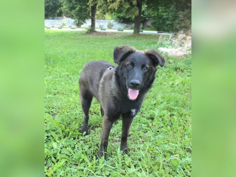 Braver MISHKA sucht ein Zuhause
