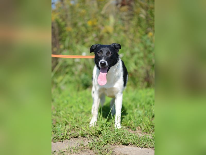 Niedliche ZOYA sucht ein liebevolles Zuhause Niedliche ZOYA sucht ein liebevolles Zuhause