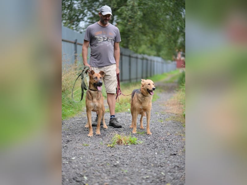 JEK ist ein echter Familienhund. Familie wird gesucht.
