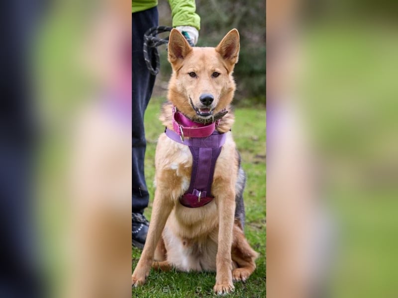 JEK ist ein echter Familienhund. Familie wird gesucht.
