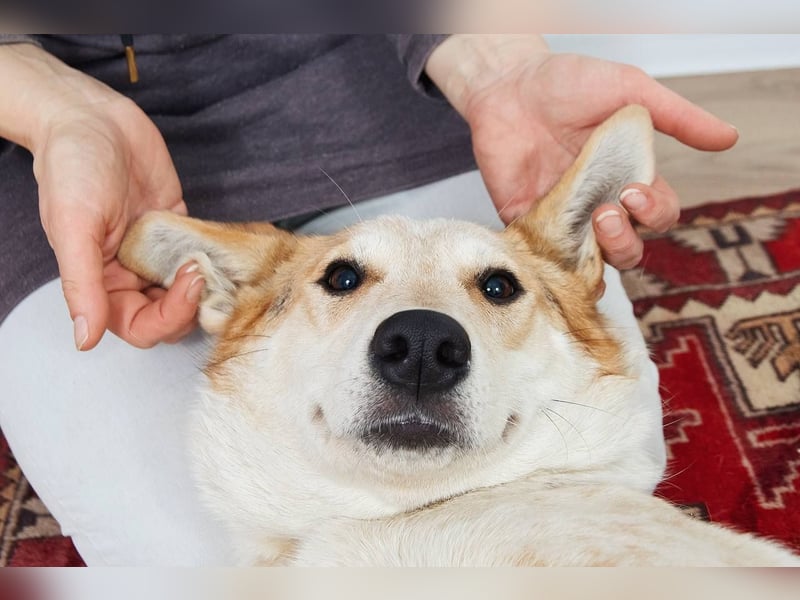 Feine SERAFIMA sucht ihre Familie