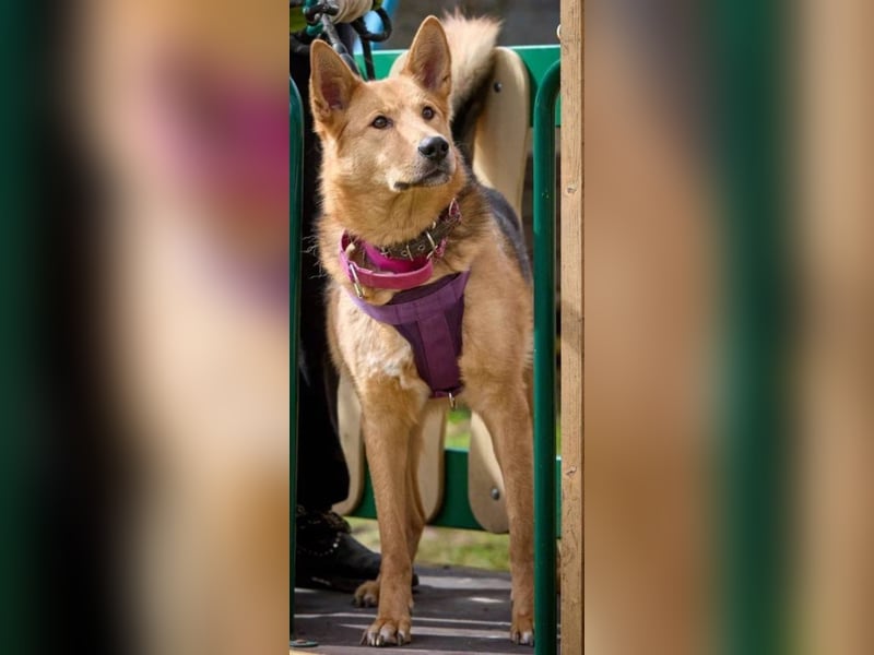 JEK ist ein echter Familienhund. Familie wird gesucht.