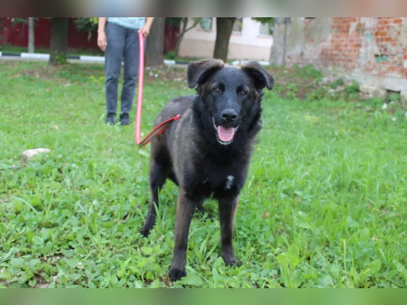 Braver MISHKA sucht ein Zuhause