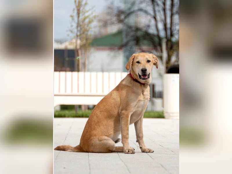 Ausgeglichener OKAMI sucht Familie