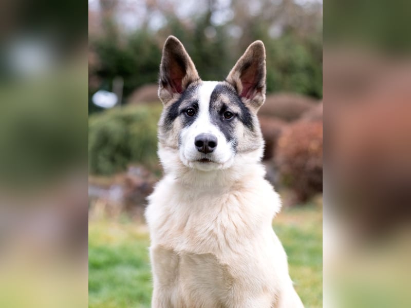Lebenslustige JOSIE sucht eine aktive Familie