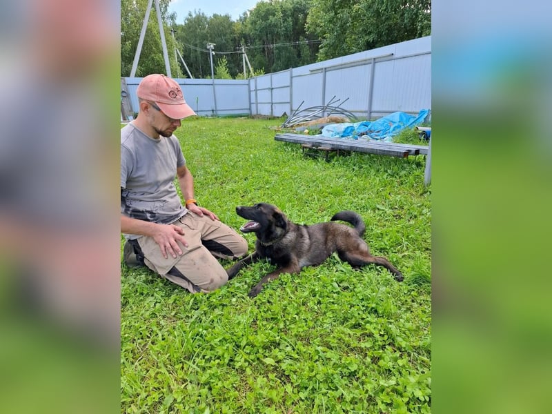 Braver MISHKA sucht ein Zuhause
