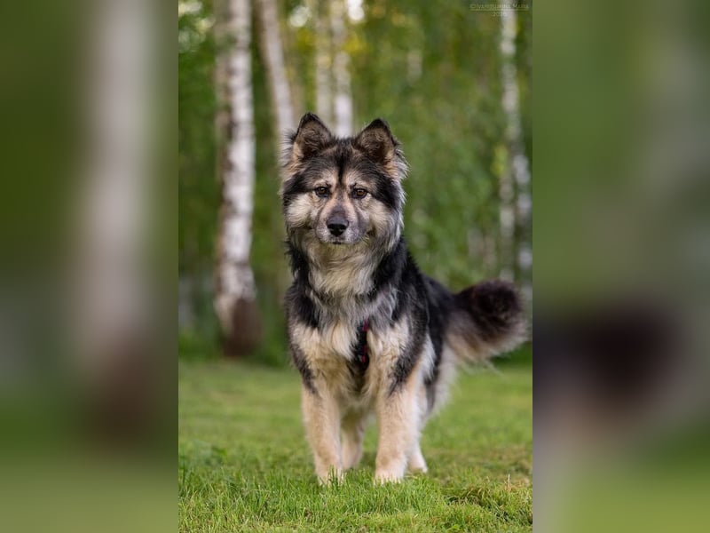 Wuschelige FREYA sucht ein schönes Zuhause