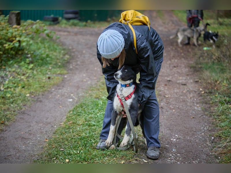Ruhiger LEVIN sucht ein Zuhause