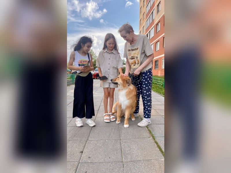 Hübscher SPAYK sucht eine Familie (gerne mit Kindern)
