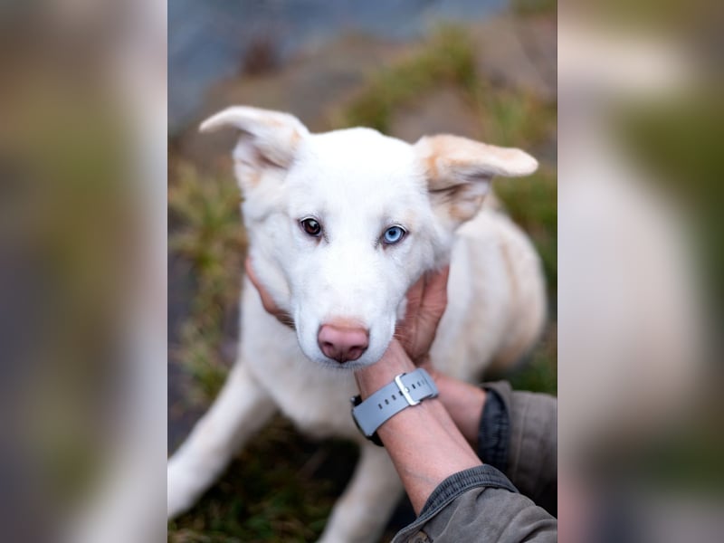 Bescheidene NURIKA sucht eine Familie