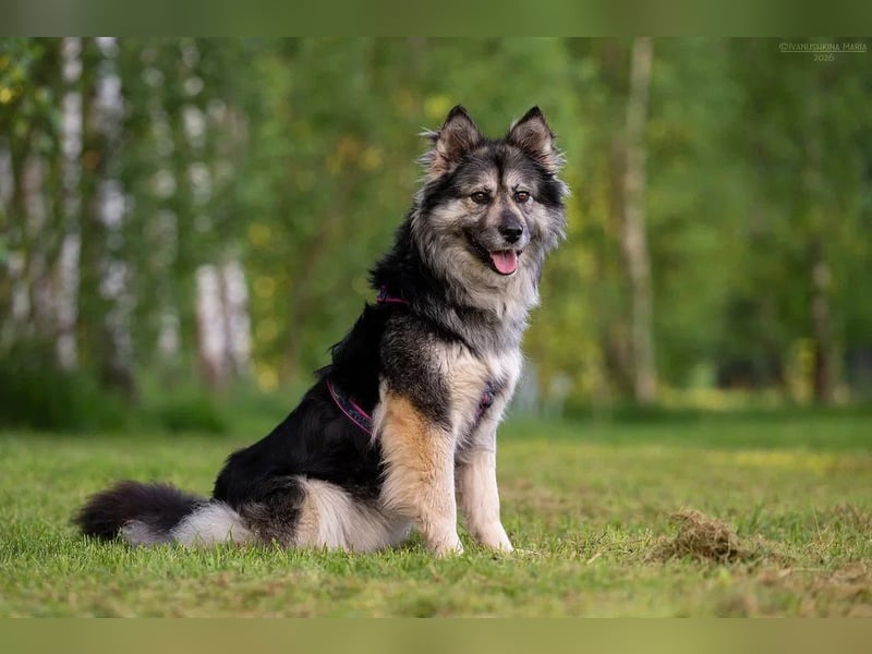 Wuschelige FREYA sucht ein schönes Zuhause