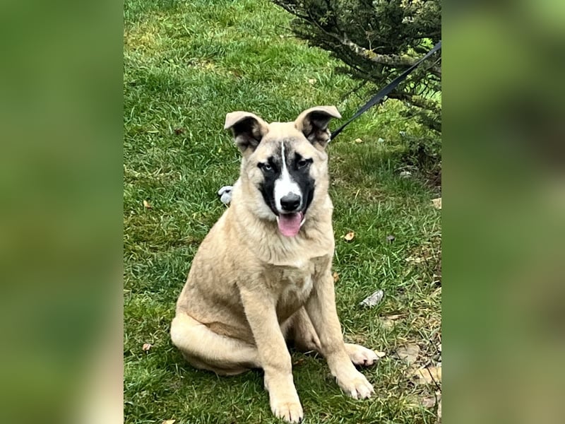 Cooler BOOMER wird ein guter Freund