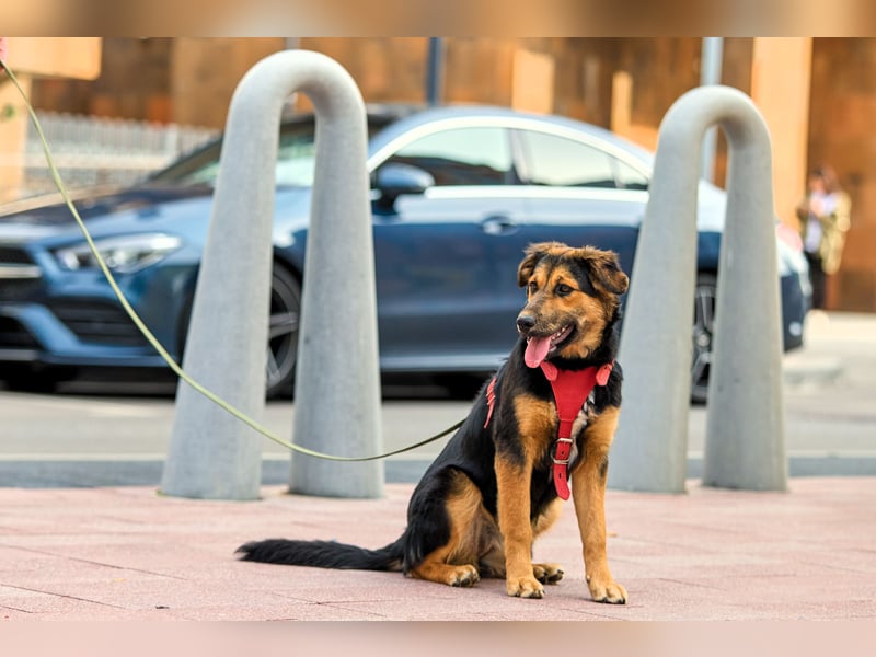 Neugierige ALMA möchte eine Familie finden