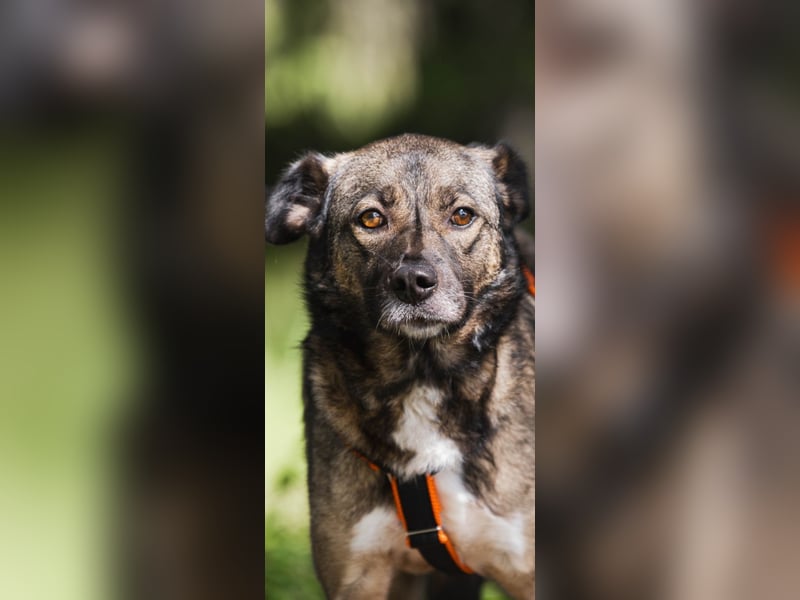 Treue NASTYA sucht treue Menschen