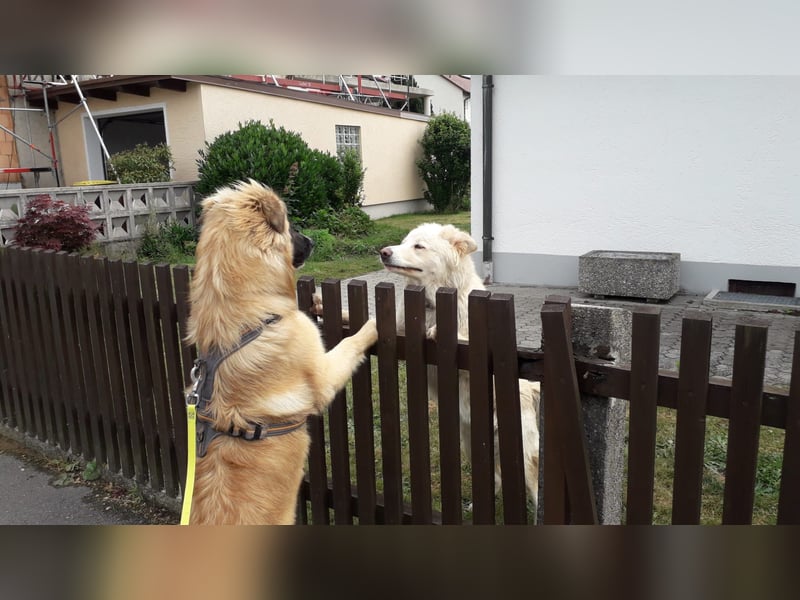 Bildhübsche EFFI sucht eine neue Familie