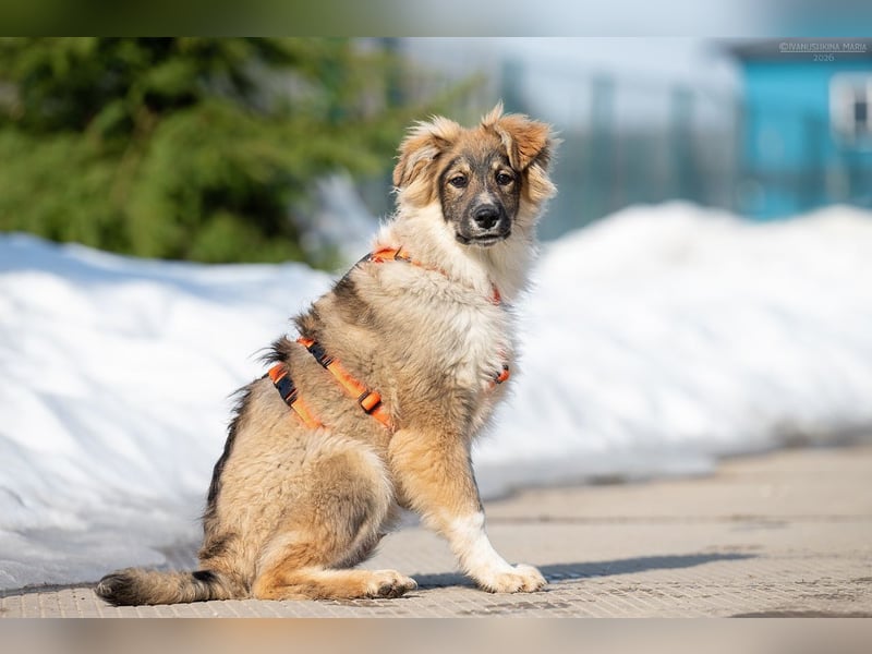Freundlicher ILYUSHA sucht seine Menschen